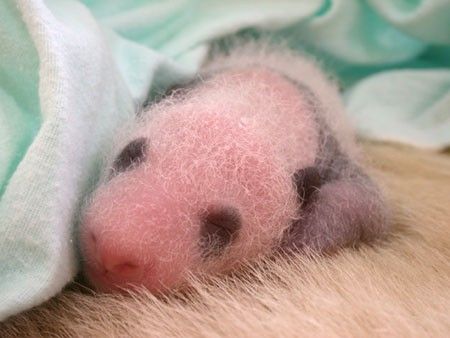 Смотрим за развитием малыша панды