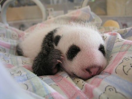 Смотрим за развитием малыша панды