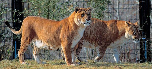 Лигр — это гибрид льва и тигрицы, а тигон, или тигролев, наоборот — помесь тигра и львицы. 