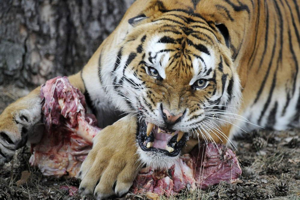 Зоопарк Ходенхаген, Германия в искусственном сафари живут восемь тигров
