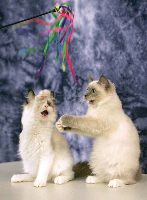 Котята играют во время двухдневной международной выставки в Праге