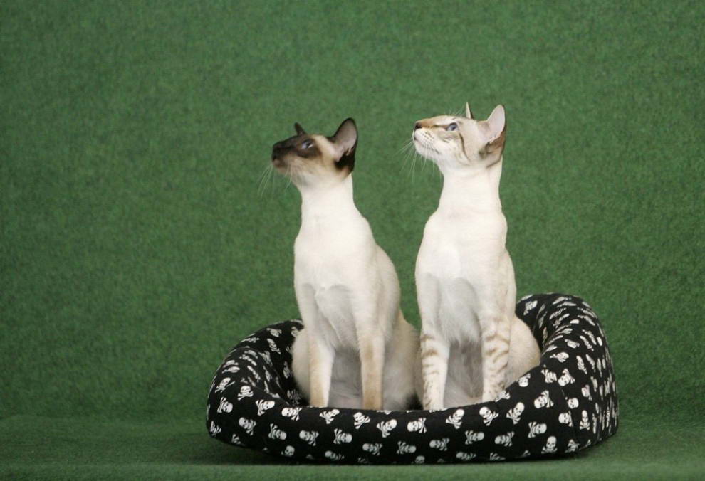 Кошки позируют фотографу во время двухдневной международной выставки в Праге