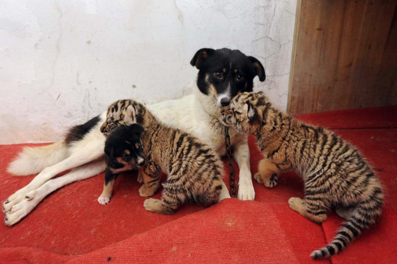 Два тигренка в компании со своим собачьим «братом» прижимаются к своей приемной матери, после того как досыта напились ее молока. 