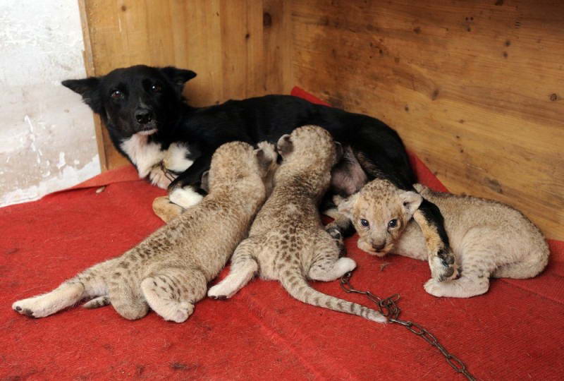 Три львенка питаются молоком своей приемной матери в сафари-парке в Хэфэй, восточно-китайской провинции Аньхой. Собака усыновила новорожденных хищников, после того как от малышей отказалась собственная мама.