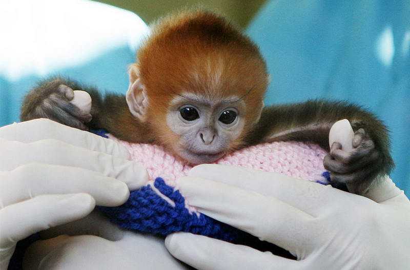 Эльке (Elke), пятидневного детеныша редкого вида обезьян Francois Langur