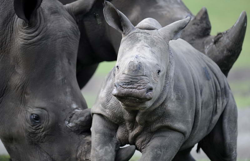 Маленький белый носорог Наруна со своей матерью Ребеккой