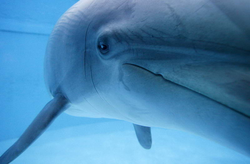Дельфин подплыл вплотную к фотографу в бассейне Нюрнбергского зоопарка.