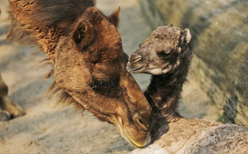 Верблюдица Жасмин нюхает своего сына Джамиля