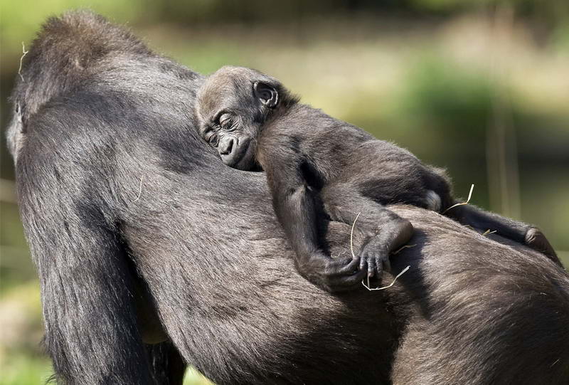 Малыш-горилла Кибури спит на спине своей матери Сафири