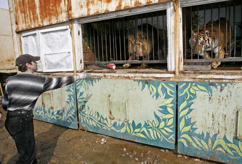 Рабочий передвижного зоопарка бросает мясо льву и амурскому тигру
