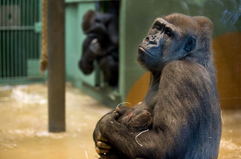 Мама-горилла Тамани демонстрирует своего новорожденного детеныша