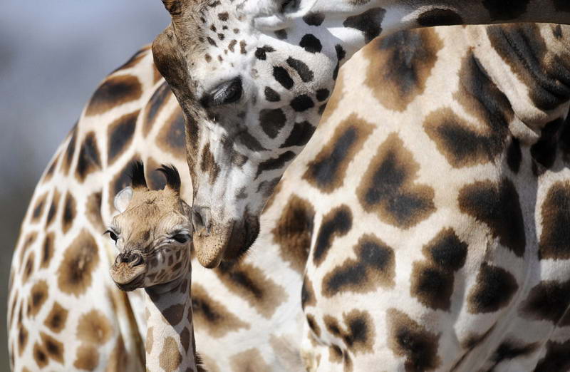 Маленький жираф стоит рядом со своей матерью в Ганноверском зоопарке