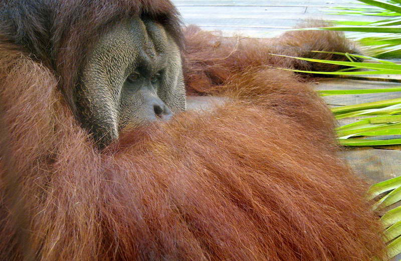 Чарли, самец суматранского орангутанга.