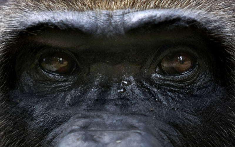Глаза самца западной равнинной гориллы