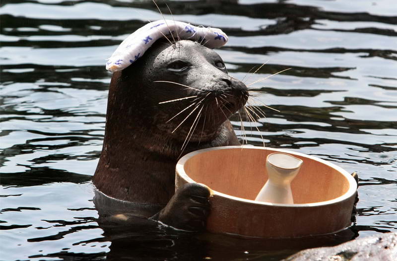 С мочалкой на голове, самец байкальского тюленя Билли показывает трюк "купание в горячем источнике".