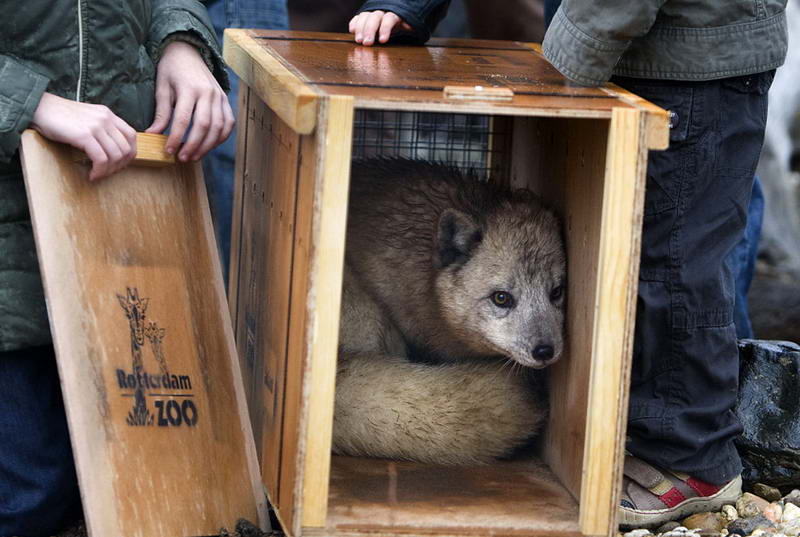 Песца выпускают в его новое жилище в Роттердамском зоопарк
