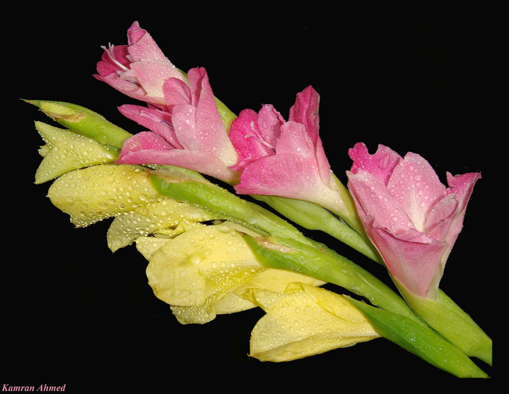 Название растения семейства ирисовых — гладиолус, прямые листья которых имеют мечевидную форму, происходит от латинского слова «gladus», что переводится как «шпага».