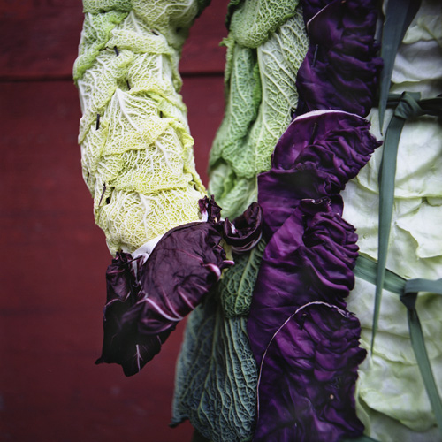 CABBAGE SMOCK