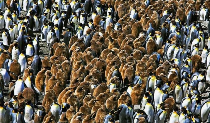 Огромная колония пингвинов