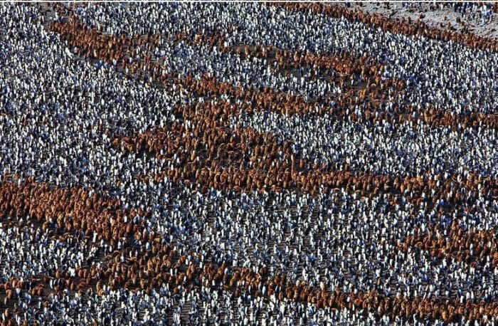 фотографии огромной колонии пингвинов