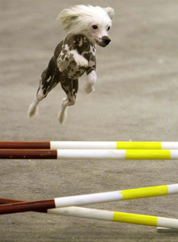 Пешн, китайская хохлатая собачка, принадлежащая Аннет Янис из Кети, штат Техас, выступает во время собачьих соревнований на выставке собак в Хьюстоне.. 