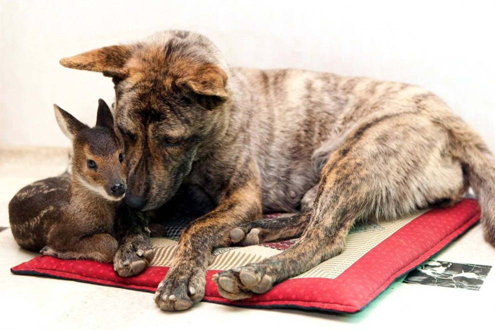 Эта собака усыновила лосенка, которого спас от наводнения фермер в южно-корейском городе Инчже. 