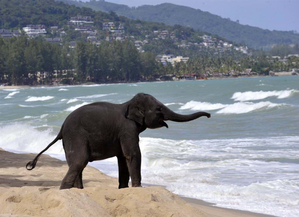  Лилли, 3-летняя слониха, играет в песке на пляже в Пхукете, Таиланд.