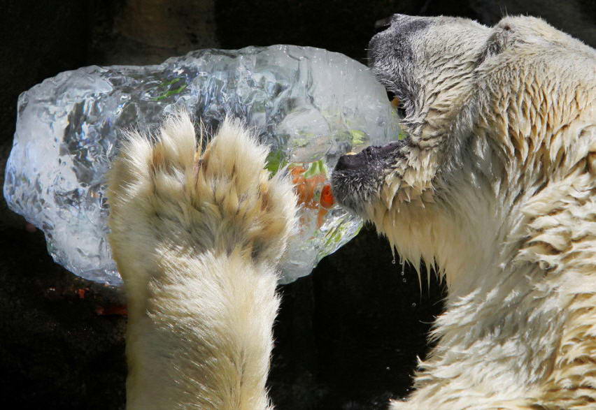 Служители зоопарка Ueno Zoo, Токио сделали подарок мишке Юко в виде глыбы льда в которой заморозили мяско, фрукты, овощи.