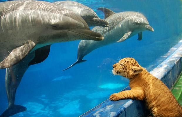 Море позитива в фотографиях с участим животных.