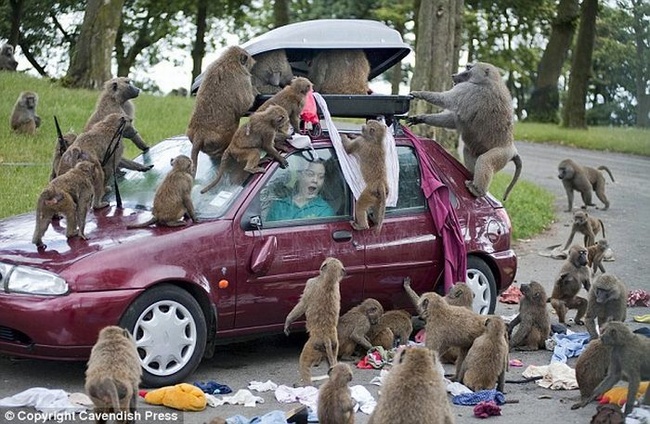 Самые крупные бабуины запрыгивают на крышу автомобиля и начинают прыгать на багажнике, пока он не откроется