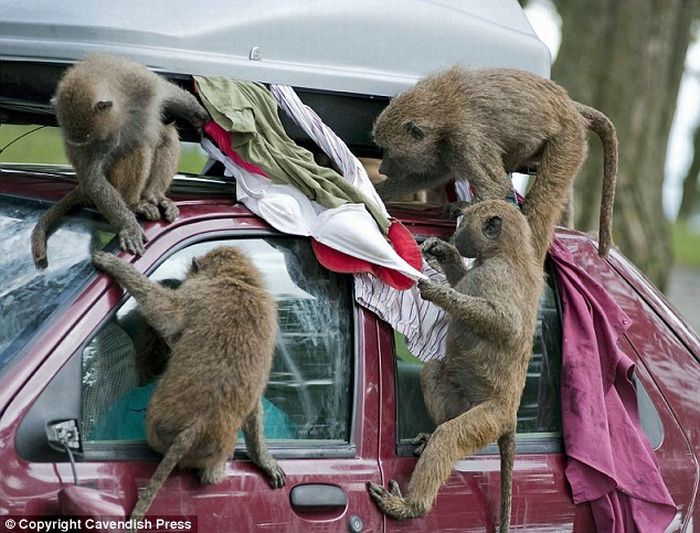 Самые крупные бабуины запрыгивают на крышу автомобиля и начинают прыгать на багажнике, пока он не откроется