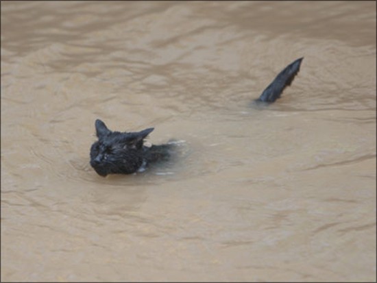 Кошки в воде