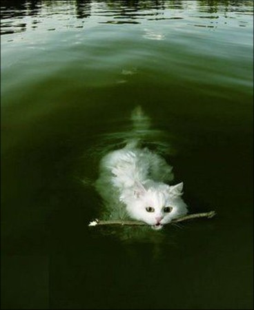 Кошки в воде