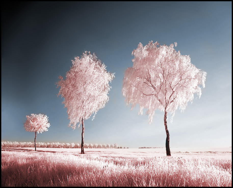 Infrared_photography_2.jpg