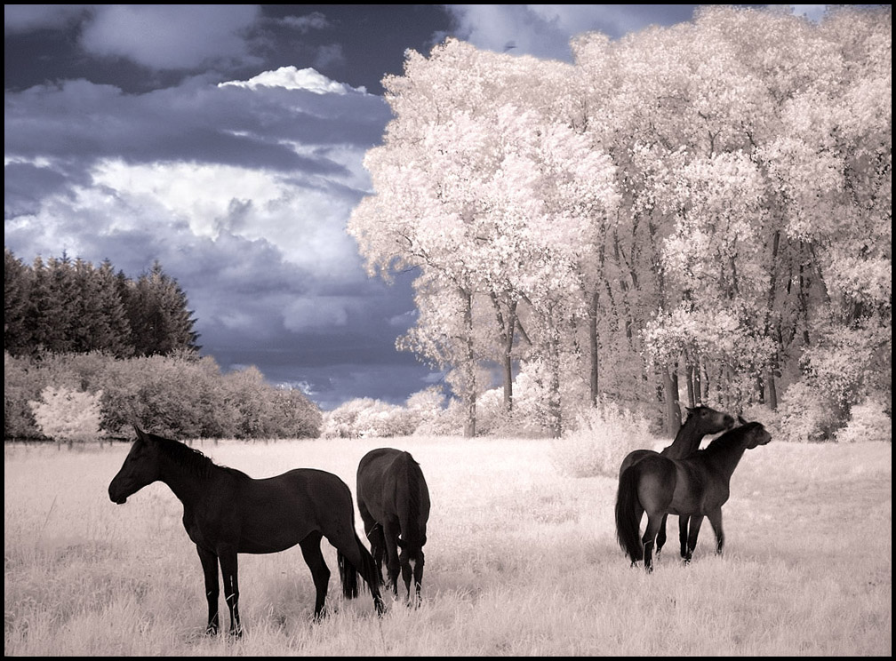 Infrared_photography_3.jpg