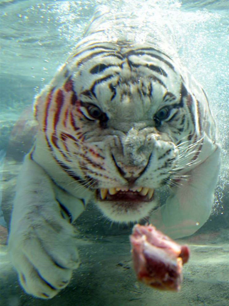  Белый бенгальский тигр Один ныряет за мясом на открытии новой выставки тигров «Королевство шести флагов» в Валеджо, Калифорния.