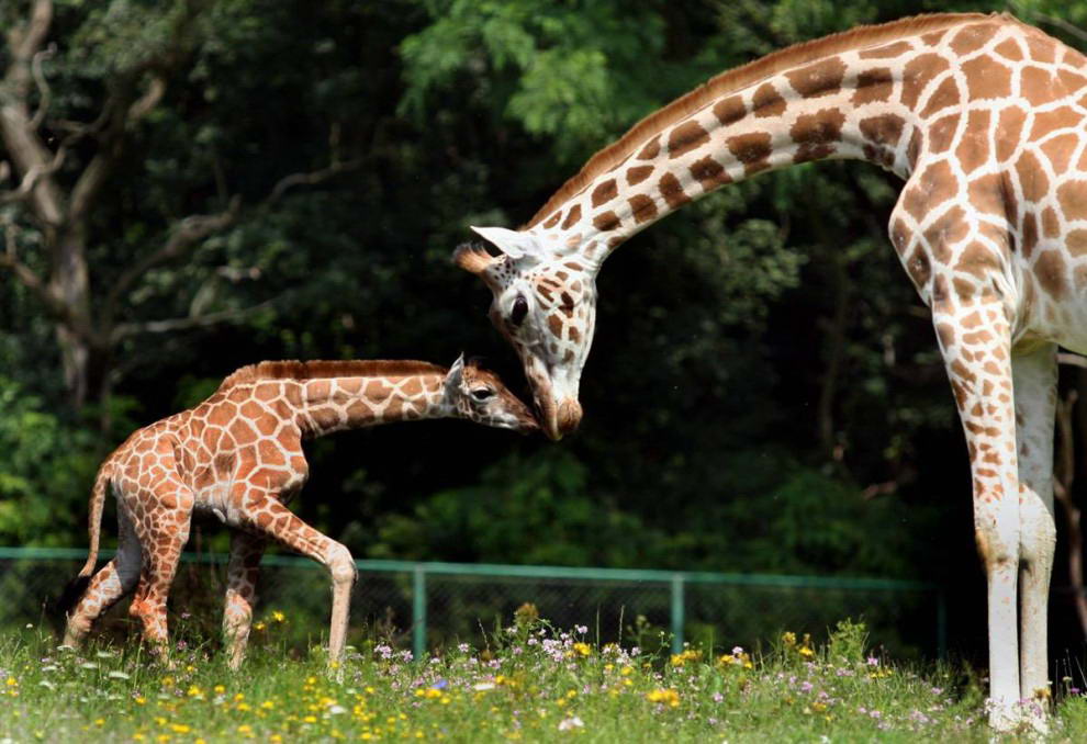 Новорожденный детеныш жирафа по кличке Гонзо, играет со своей матерью Резой в открытом вольере зоопарка Понзании в Польше.