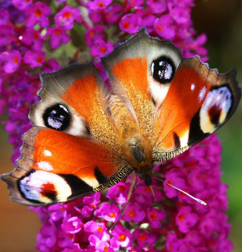 Бабочка-павлиноглазка сидит на кусте буддлейи в саду немецкого города Хоэн-Нойендорф.