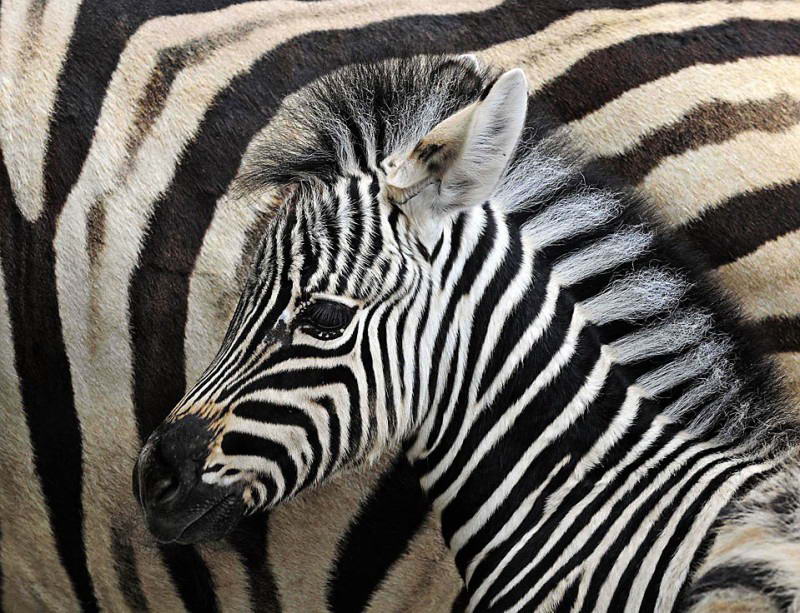 Детеныш зебры, который родился 8 июля, стоит рядом со своей матерью в зоопарке Эрфурт в центральной Германии. (Jens Meyer/Associated Press)