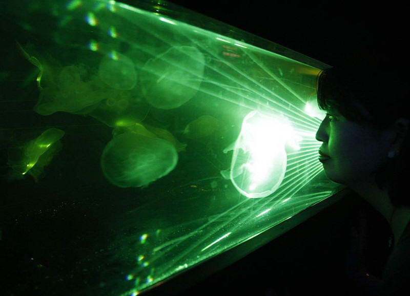 Женщина наблюдает за медузами, плавающими в освещении пучков лазерного света, во временном аквариуме под названием "Небесный аквариум III" в Токио.