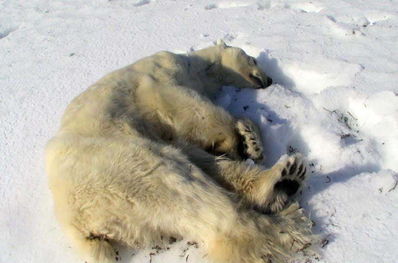 Этот белый медведь напал на сотрудника метеостанции Хупен неподалеку от норвежского поселка Лонгъйир на Свальбарде (Шпицберген)