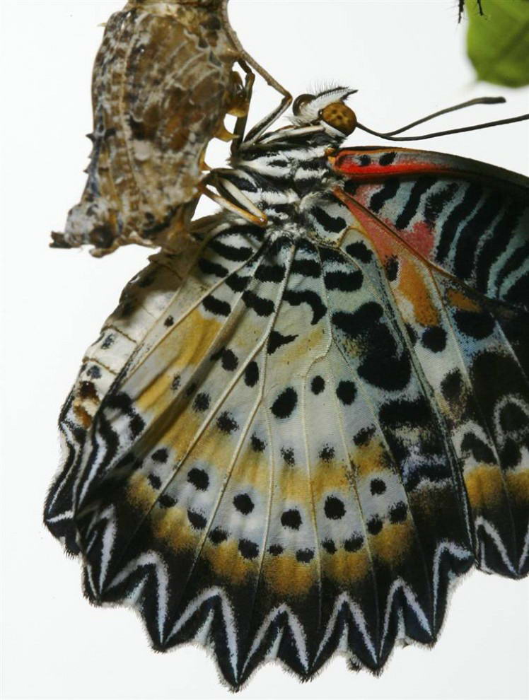 Недавно вылупившаяся из кокона леопардовая бабочка сушит свои крылья.