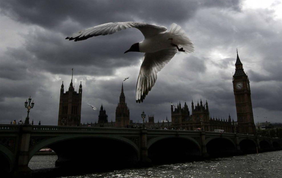 Черноголовая чайка летит на фоне здания Парламента в Лондоне. 