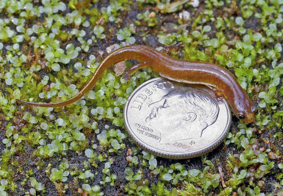 Носатая саламандра, которую недавно в Стефенс Каунти, штат Джорджия обнаружил Билл Петермэн, является самой маленькой саламандрой из когда-либо найденных в США.