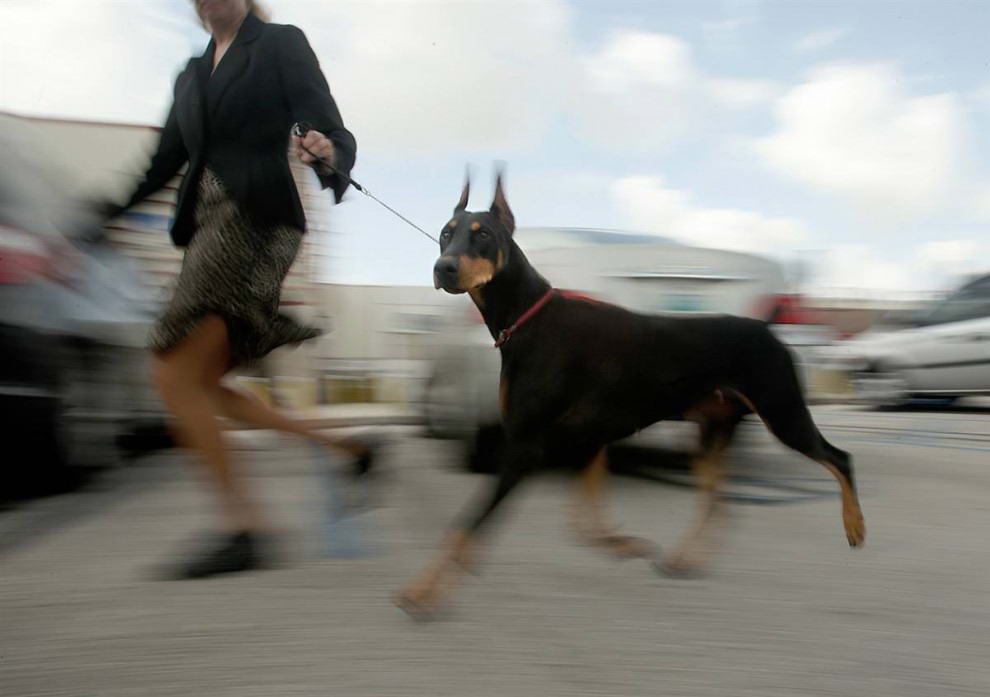 Доберман пинчер Миранда, которая получила первый приз в своем классе на выставке собак Клуба «Юпитер Текеста», совершает пробежку на автомобильной стоянке в городе Файрграундз в Южной Флориде перед отъездом домой в Веро Бич.
