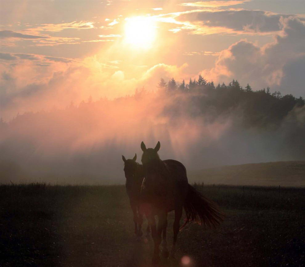 Лошади пасутся в дымке после грозы в центральной части области Богемия, недалеко от города Вотис в Чешской Республике.