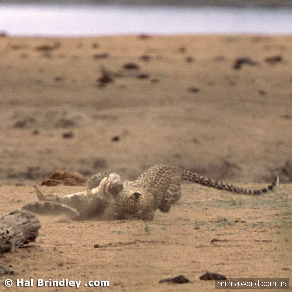Крокодил мирно вышел из воды и неспешно полз по берегу…Когда в этот момент на него из кустов напал леопард…