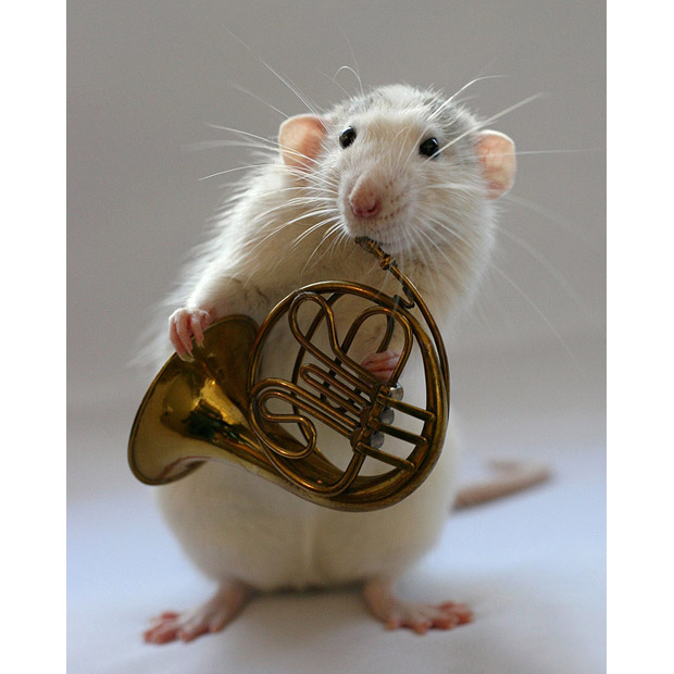 Крысы в конечном счете научились держать все от свирели, до флейты с гитарой.