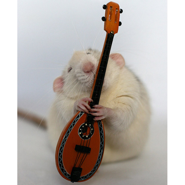 Крысы в конечном счете научились держать все от свирели, до флейты с гитарой.