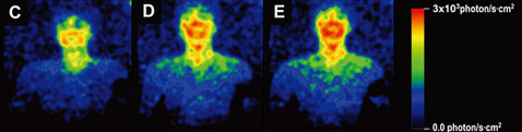 Изображения ультраслабого фотонного излучения человеческого тела, время съёмки: 10:10, 13:10, 16:10 (иллюстрации PLoS ONE).